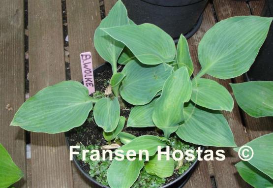 Hosta Blaue Wolke